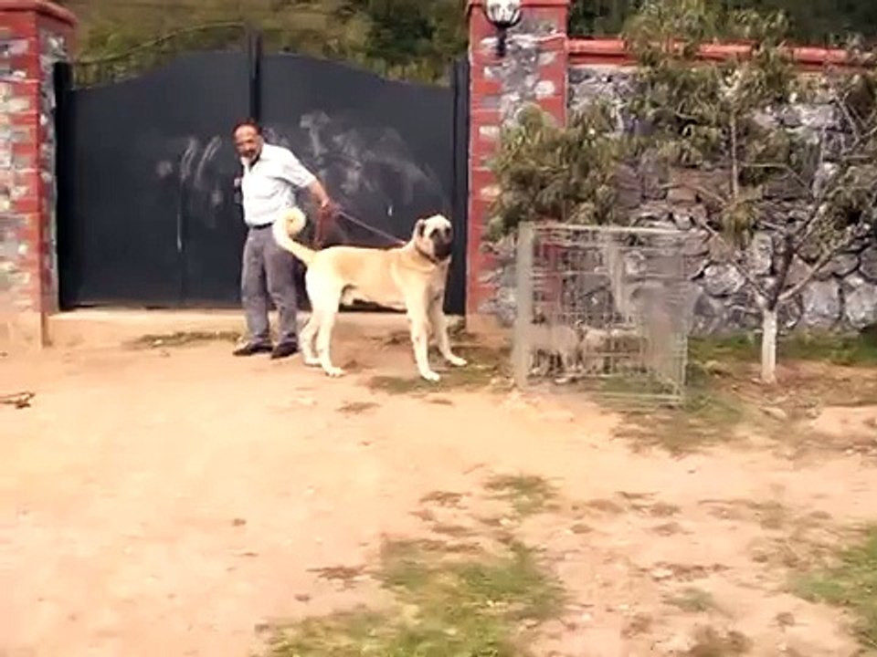 Meydancı ZORBA ve  BALAK