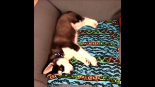 NEW  Funny Husky Vines Compilation MARCH 2015 | funny dog vines