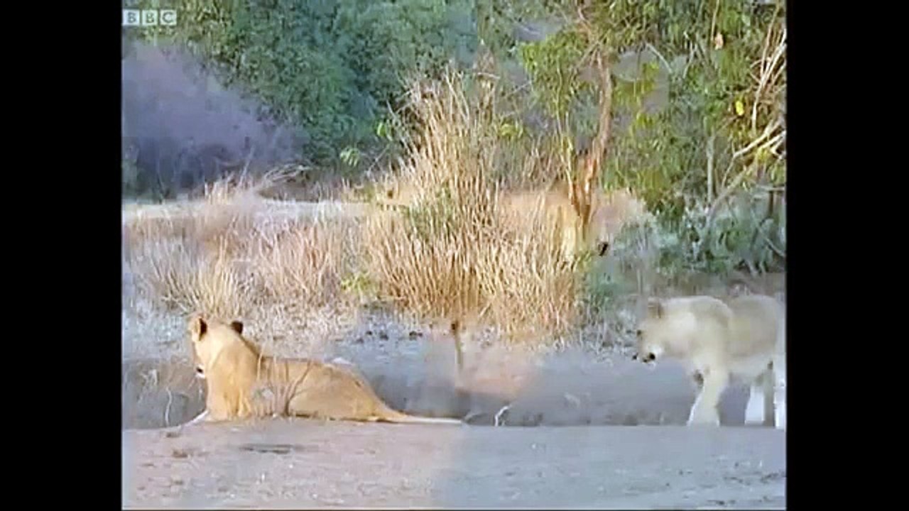 Animals Documentary National Geographic  Animals Wildlife Nature Documentary #10