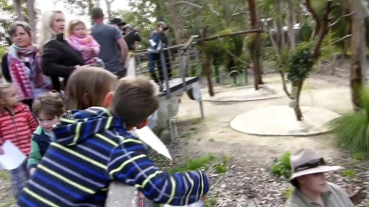 Koala at Yanchep National Park Western Australia
