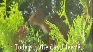 A Day In The Life Of A Squirrel - Episode 1