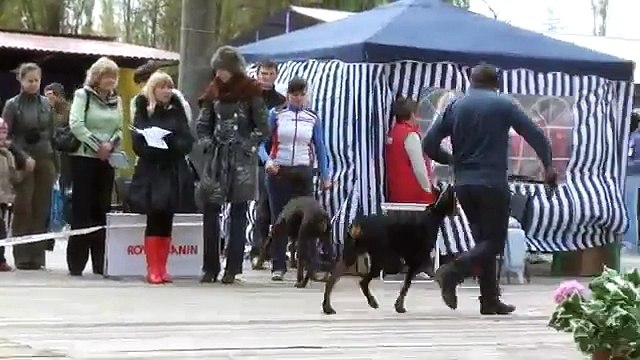 Выставка собак г. Таганрог