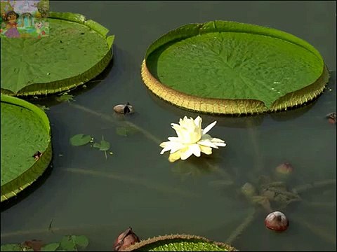 Flowers Glenn Doman Cards Vocabulary Flash Card Nursery Rhymes Teach young children