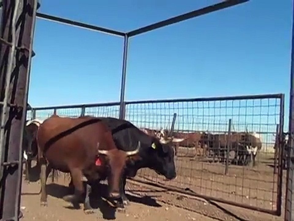 Nov 11, 2013; 50 Pregnant Cows