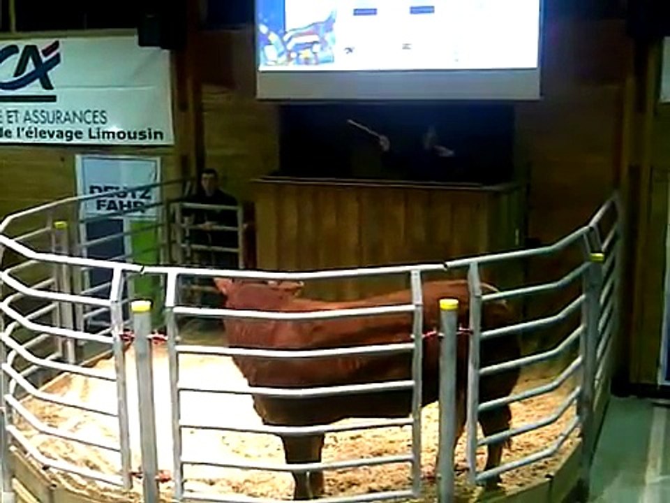 Freud, record de vente aux enchères pour un mâle qualifié "Espoir" à la Station de Lanaud.3gp