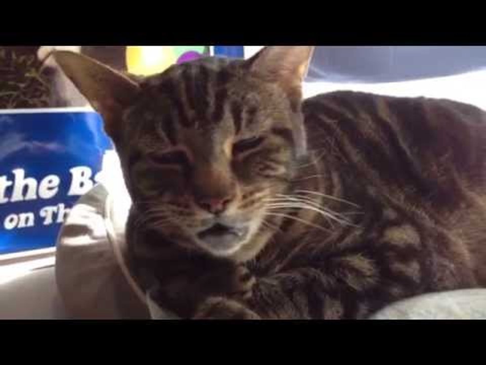 Weirdest Cat Noises video Dailymotion