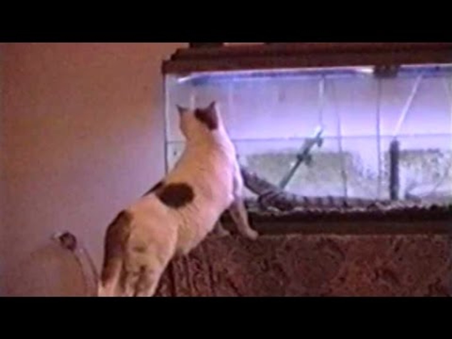 Startled Cats Compilation - Dailymotion Video