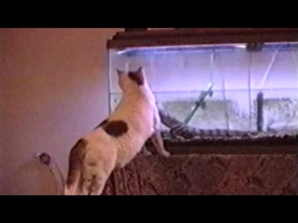 Startled Cats - Compilation