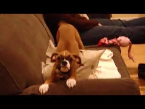 Puppy Can't Stop Shaking Her Butt When Owner Comes Home