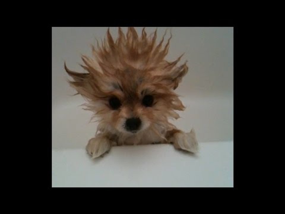 Dogs just don't want to take baths - funny dog bathing compilation