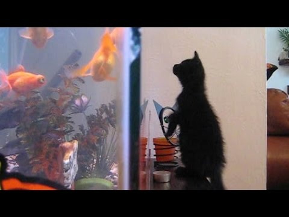 Cats Knocking Stuff Over: Compilation