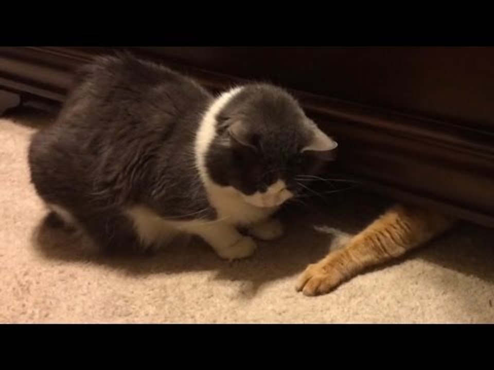 Cats Stealing Stuff - Compilation