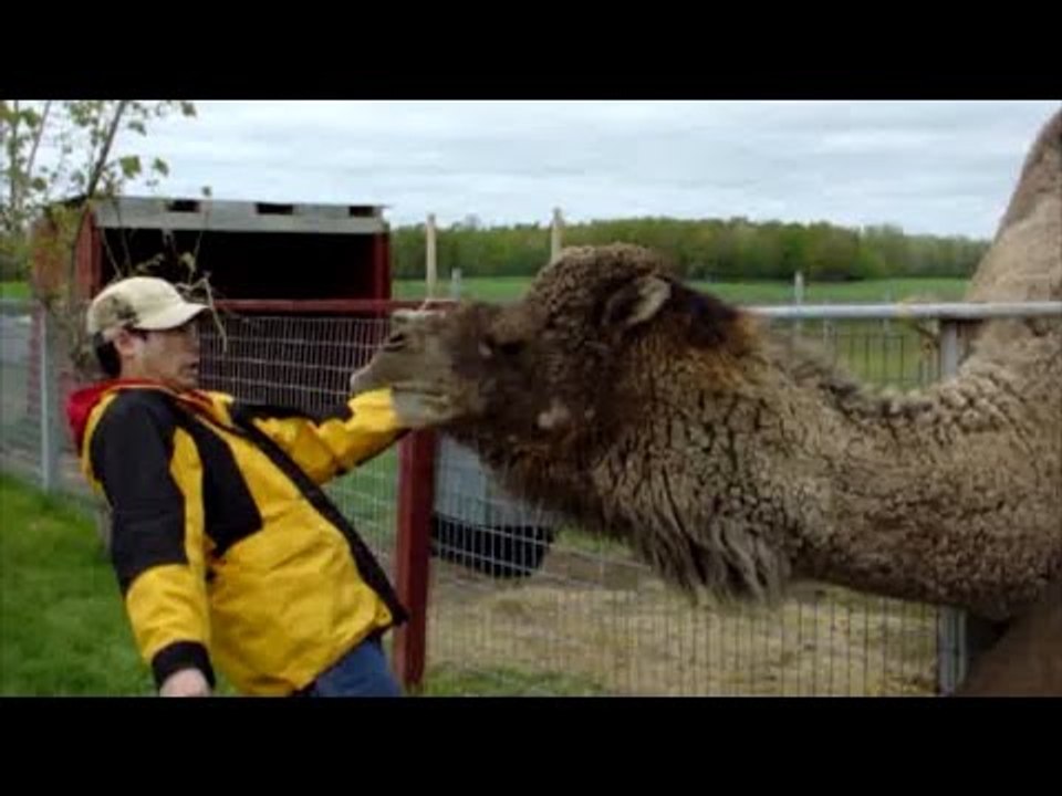 Llamas, Alpacas, and Camels Are Awesome: Compilation