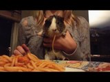 Guinea Pig Slurps Up Spaghetti
