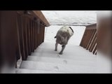Dog Hates Snow