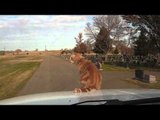 Daredevil Cat Rides On Hood Of Car