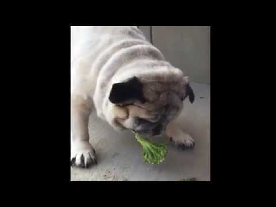Pug Loves Broccoli