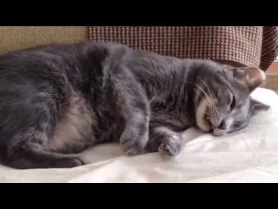 What Do Cats Dream About?