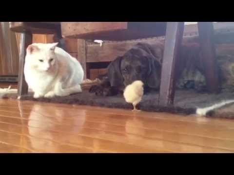 Easter Celebration: Bunnies and Chicks!