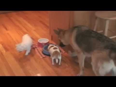 Little Dog Doesn't Want To Share