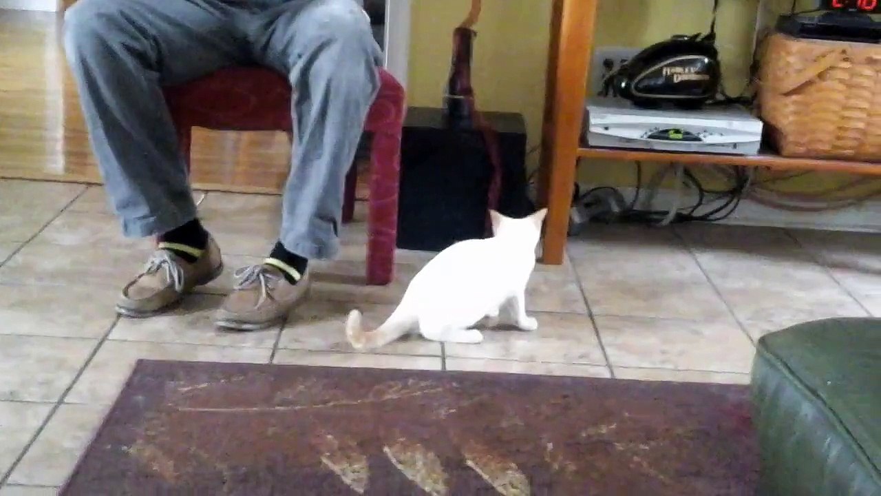 Bad cat