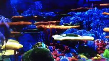 Finding Nemo Barracuda  Normal Fast And Slow (edited with splice video editor app)