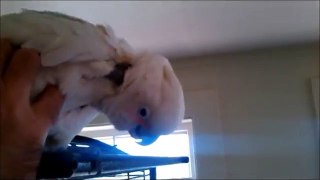 Meet Ripley the Goffin Cockatoo