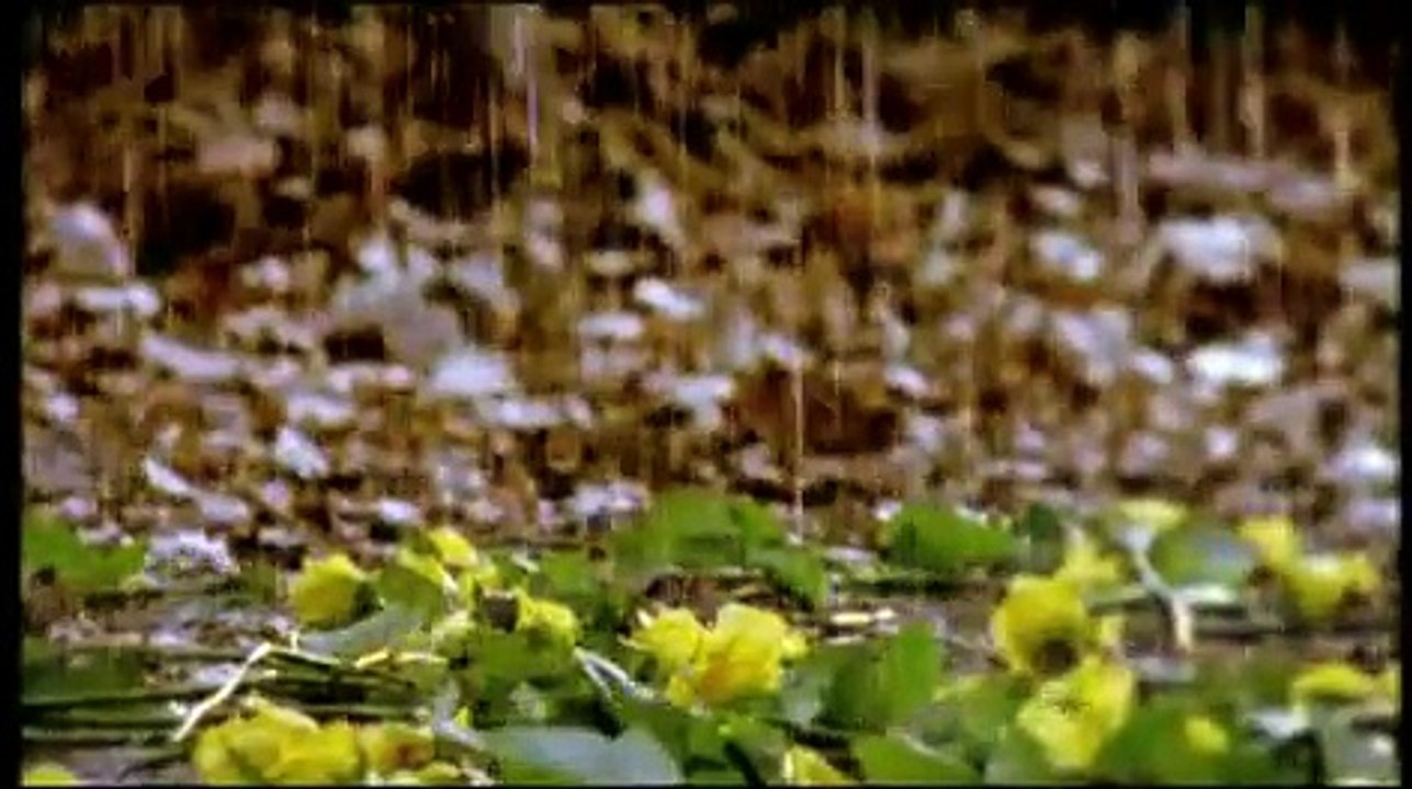 Bir Gülü Sevdim-Zerrin Özer