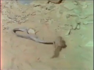 Firavun Faresinin Kobra Avı!