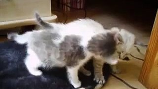 Cuuuute 5-week-old kitten fight