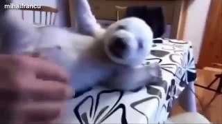 Funny Cute Baby Animal Videos Compilation 2014 NEW | children funny videos