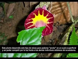 Henri Pittier Parque Nacional Venezuela - Ruta Turistica