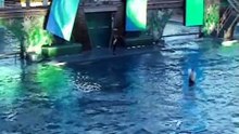 SeaWorld Killer Whale Video - "Something Far Greater" Shamu, Believe