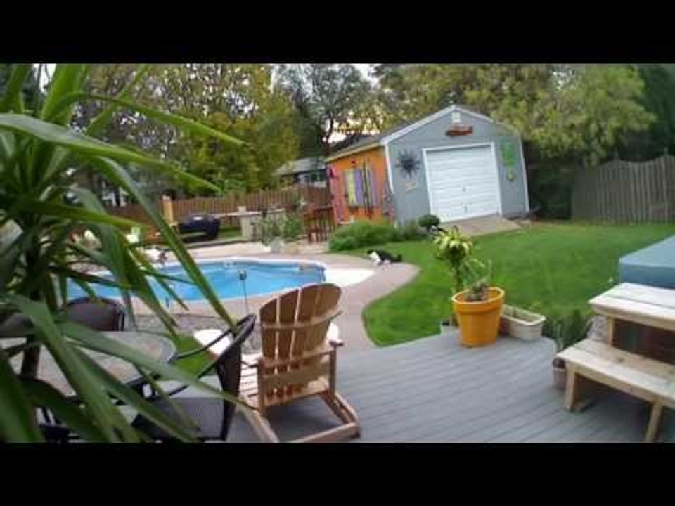 Black Cat Pushes Orange Cat into Pool