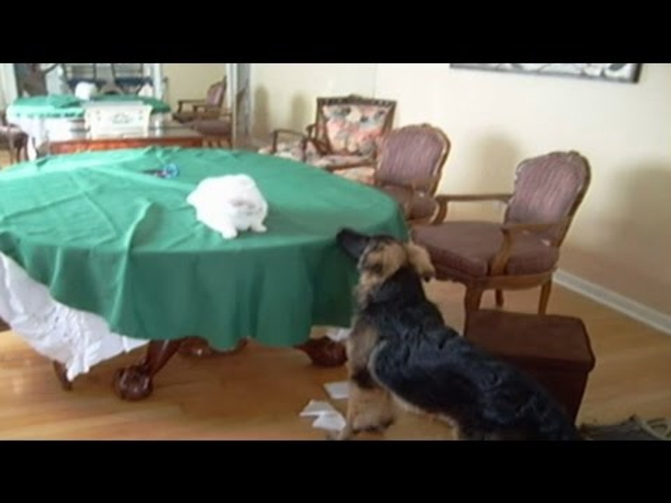 Music Montage: Cats And Dogs