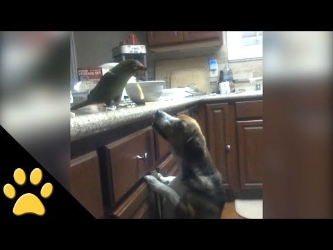 Bird Feeds Spaghetti to a Dog