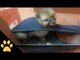 Tiny Puppy Gets Stuck in a Man's Boxers
