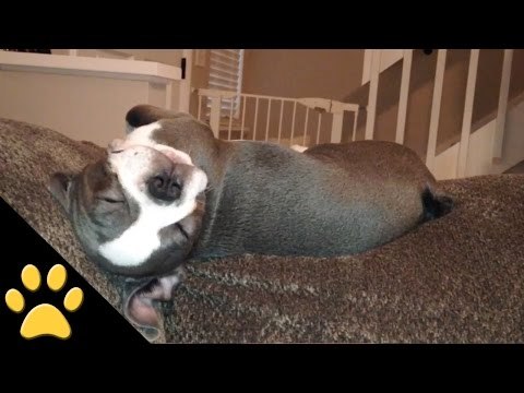 Puppy Falls Asleep... Literally