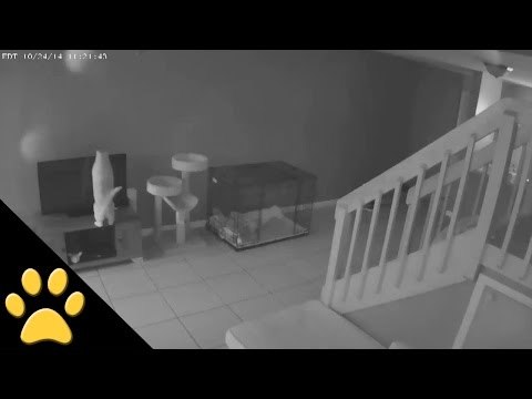 Security Camera Catches Naughty Cat