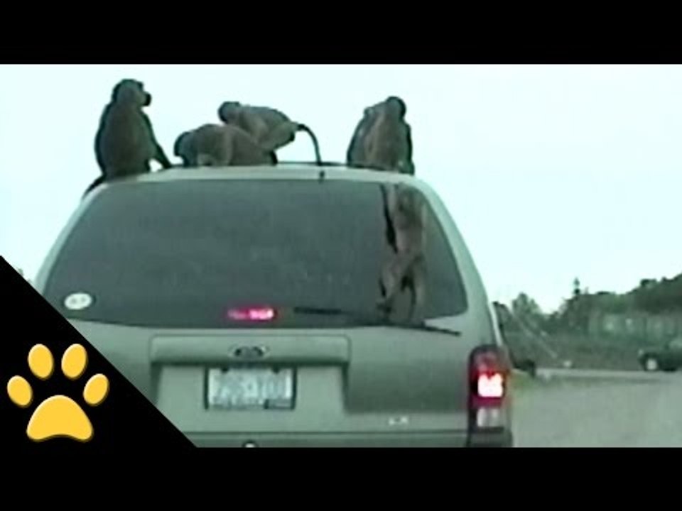 Monkeys Take Over A Mini Van
