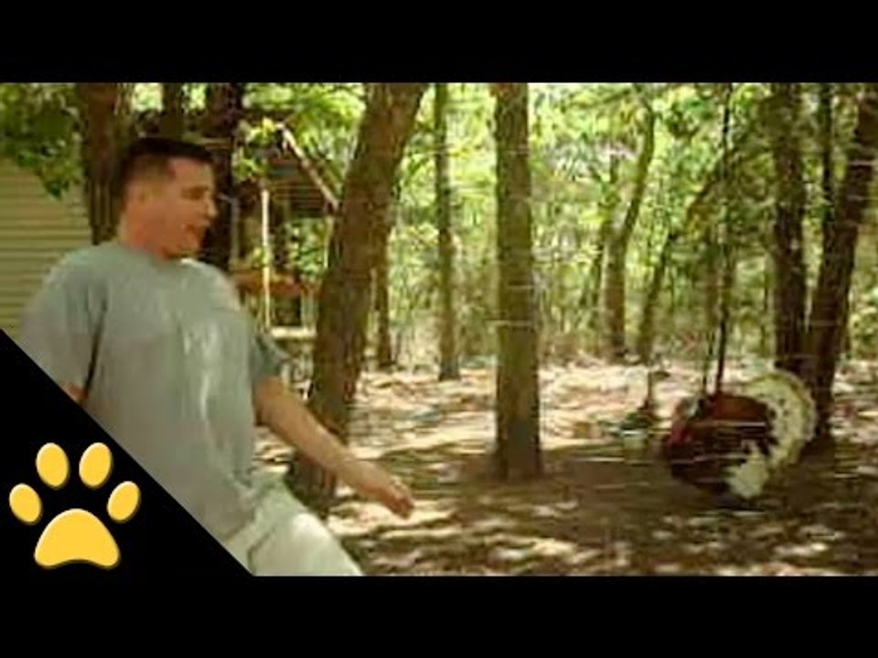 Man Imitates Turkey: Thanksgiving Week