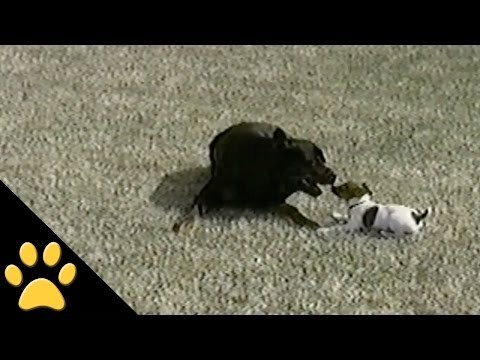 Playful Small Dog Jumps Over Big Dog