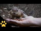 Greedy Chipmunk Loads up