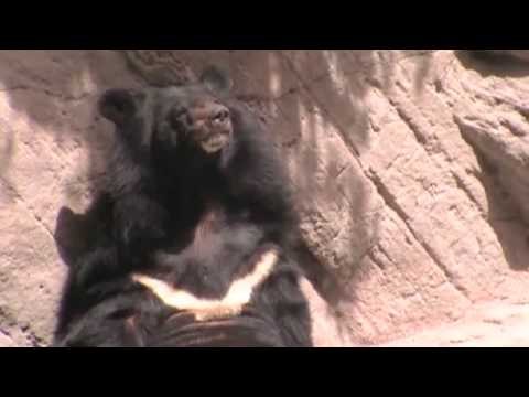 Just A Bear Scratching And Sniffing Himself - AFV