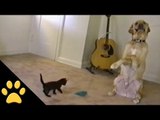 Big Brother Dog Plays With Tiny Kitten