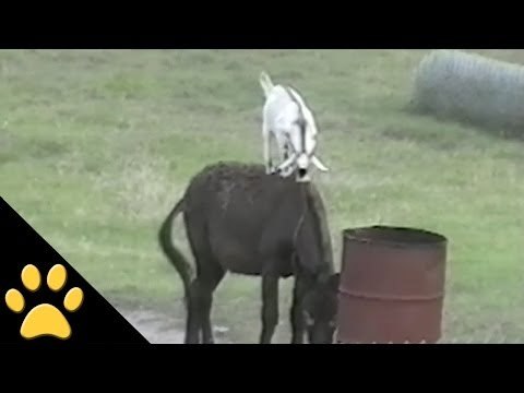 Goats Riding Donkeys