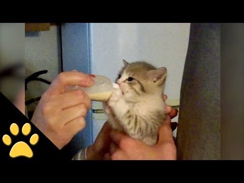 Tiny Kitten Drinks Milk From A Tiny Bottle