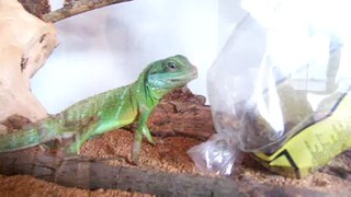 My Lizard