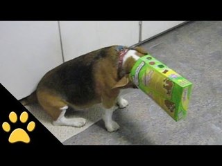 Beagles Are Awesome: Compilation