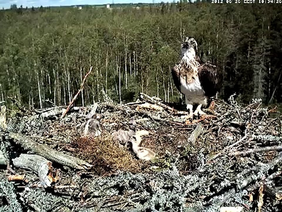 Sibling rivalry: Smallest osprey chick attacks nest mate, June 2012